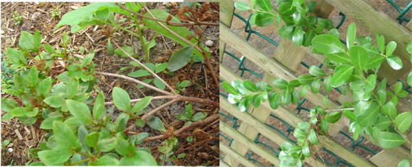 azalea-and-boxwood.jpg