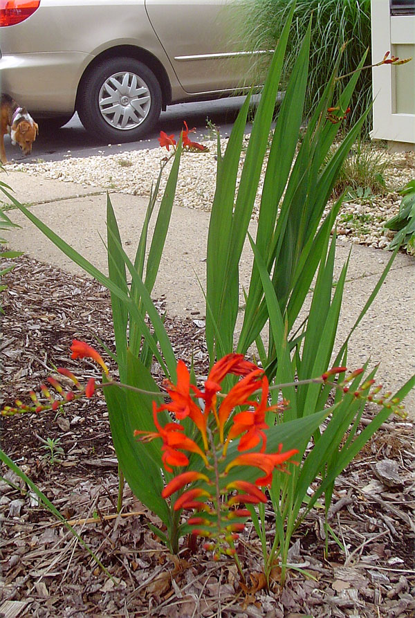 crocosmia.jpg