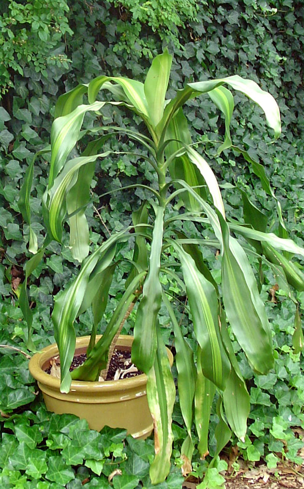 dracaena.jpg