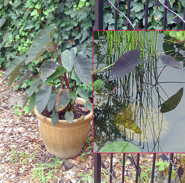 elephant-ears.jpg