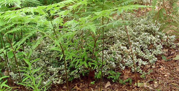euonymus.jpg
