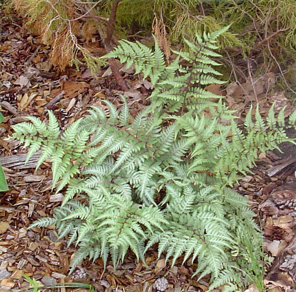 fern.jpg