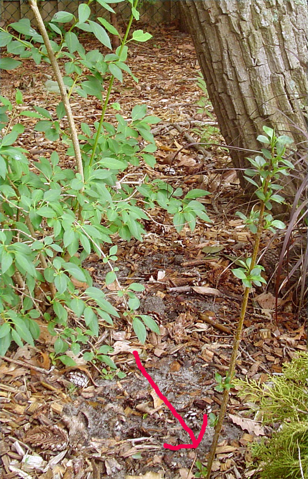 forsythia.jpg