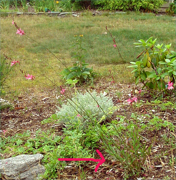 gaura.jpg