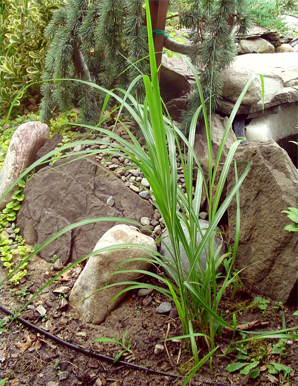 grass.jpg