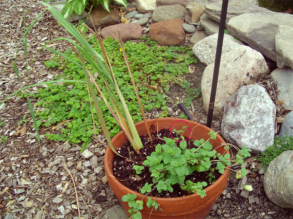 herb-pot.jpg