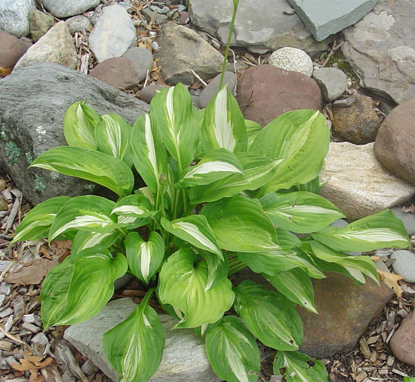 hosta.jpg