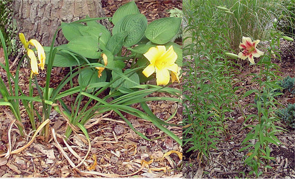lilies.jpg
