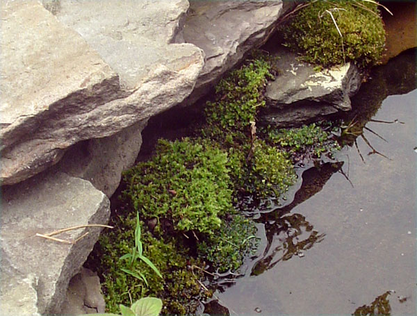 moss.jpg