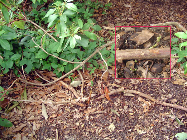 rhododendron.jpg
