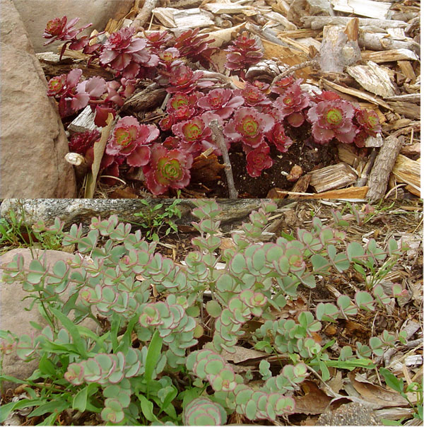 rockcress.jpg