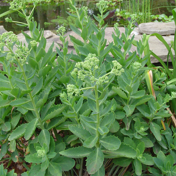 sedum1.jpg