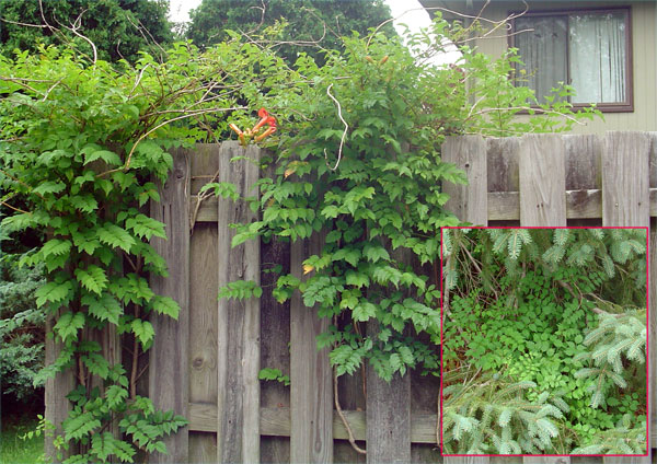 trumpet vine plant. loaded with Tumpet Vine at