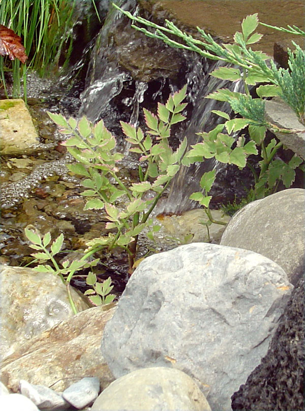 water-lettuce.jpg