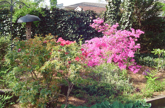 back-azaleas-may-12-2007.jpg