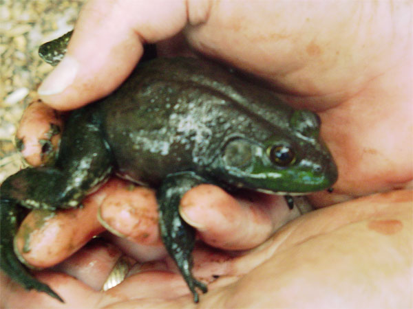 frog-in-hand.jpg