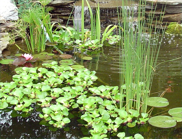pond-plants.jpg