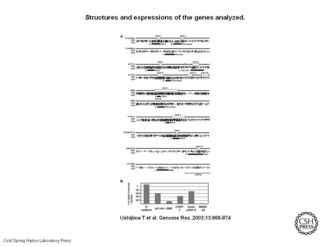 Genome Res. 2003 May 13(5) 868-74, Figure 2